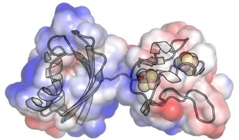 Structural and biophysical properties of a [4Fe4S] ferredoxin-like protein from Synechocystis sp. PCC 6803 with a unique two domain structure