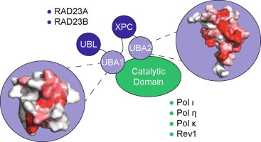 A Novel Interaction Between RAD23A/B and Y-family DNA Polymerases