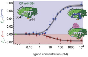 Biophysical Mechanism of Allosteric Regulation of Actin Capping Protein
