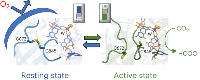 An allosteric redox switch involved in oxygen protection in a CO2 reductase