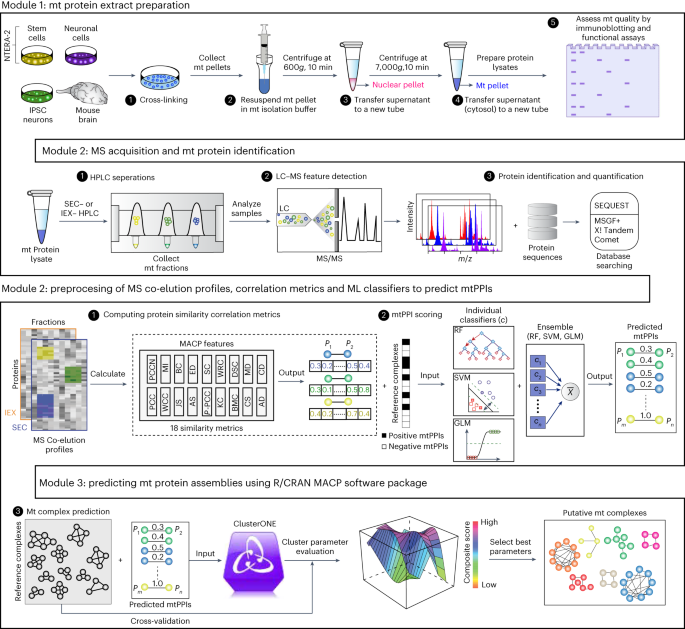 Co-fractionation–mass spectrometry to characterize native mitochondrial protein assemblies in mammalian neurons and brain