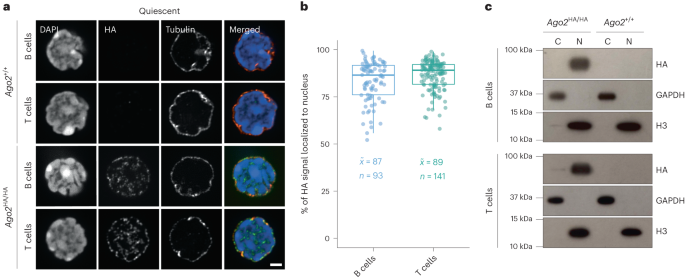 AGO2 silences mobile transposons in the nucleus of quiescent cells