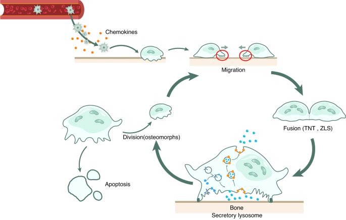 Structure and function of the membrane microdomains in osteoclasts