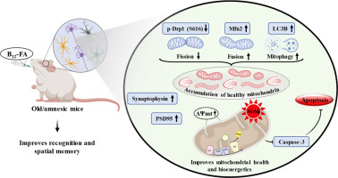 Vitamin B12-folic acid supplementation improves memory by altering mitochondrial dynamics, dendritic arborization, and neurodegeneration in old and amnesic male mice
