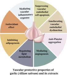 Advances in the study of vascular related protective effect of garlic (Allium sativum) extract and compounds