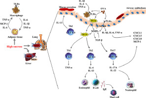 High sucrose intake exacerbates airway inflammation through pathogenic Th2 and Th17 response in ovalbumin (OVA)-induced acute allergic asthma in C57BL/6 mice