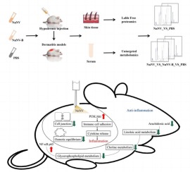Toxin metalloproteinases exert a dominant influence on pro-inflammatory response and anti-inflammatory regulation in jellyfish sting dermatitis
