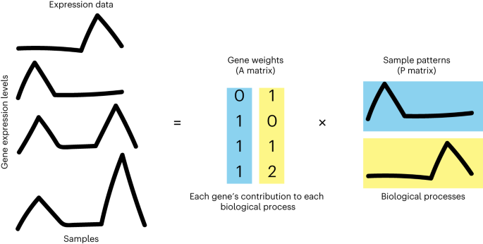 Inferring cellular and molecular processes in single-cell data with non-negative matrix factorization using Python, R and GenePattern Notebook implementations of CoGAPS