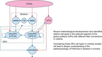 External segment of the globus pallidus in health and disease: Its interactions with the striatum and subthalamic nucleus