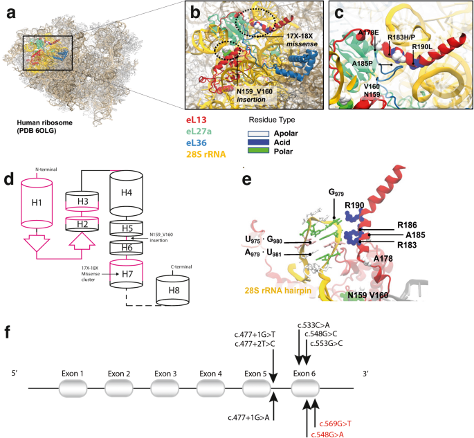 Clinical, genetic and structural delineation of RPL13-related spondyloepimetaphyseal dysplasia suggest extra-ribosomal functions of eL13