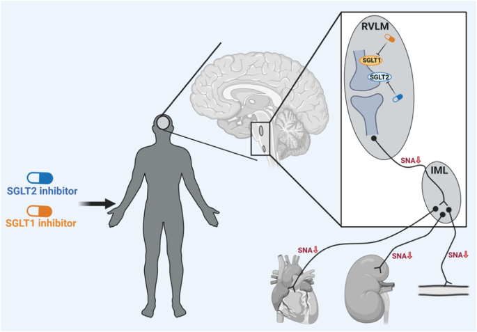 Inhibiting SGLTs diminishes sympathetic output by reducing rostral ventrolateral medulla (RVLM) neuron activity