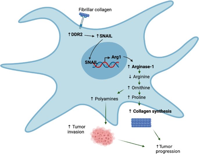 DDR2-regulated arginase activity in ovarian cancer-associated fibroblasts promotes collagen production and tumor progression