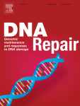 A non-canonical nucleotide from viral genomes interferes with the oxidative DNA damage repair system