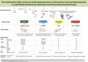The ameliorative effect of cerium oxide nanoparticles on chlorpyrifos induced hepatotoxicity in a rat model: Biochemical, molecular and immunohistochemical study