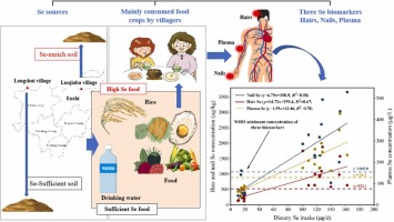 A preliminary predictive model for selenium nutritional status in residents based on three selenium biomarkers