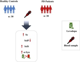 Selenium and selenoproteins role in Parkinson’s disease: Is there a link between selenoproteins and accumulated alpha-synuclein?