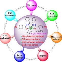 Synthesis, characterization and discovery of multiple anticancer mechanisms of dibutyltin complexes based on salen-like ligands