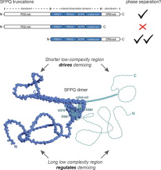 Different Low-complexity Regions of SFPQ Play Distinct Roles in the Formation of Biomolecular Condensates