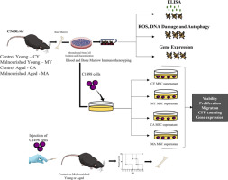 Reduced protein intake and aging affects the sustainment of hematopoiesis by impairing bone marrow mesenchymal stem cells