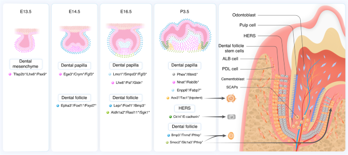 Spatiotemporal cellular dynamics and molecular regulation of tooth root ontogeny