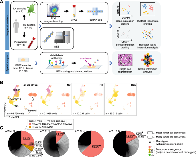 Tumor heterogeneity and immune-evasive T follicular cell lymphoma phenotypes at single-cell resolution