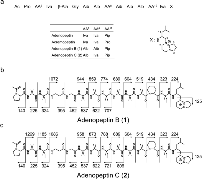 Two new adenopeptins B and C inhibit sphere formation of pancreatic cancer cells