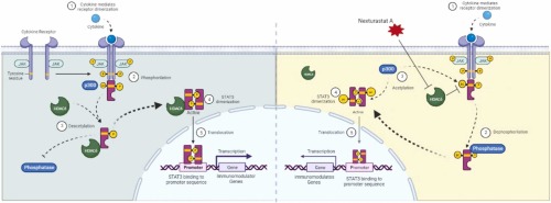 Role of HDAC6-STAT3 in immunomodulatory pathways in Colorectal cancer cells