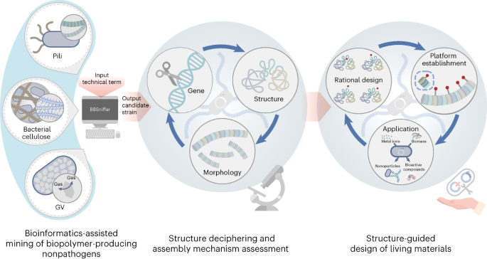 Accelerating the design of pili-enabled living materials using an integrative technological workflow