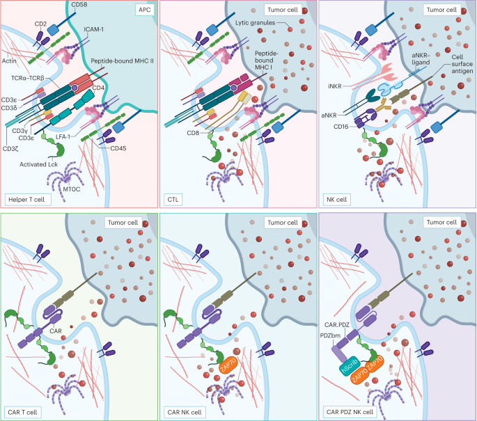 Forks in the road for CAR T and CAR NK cell cancer therapies