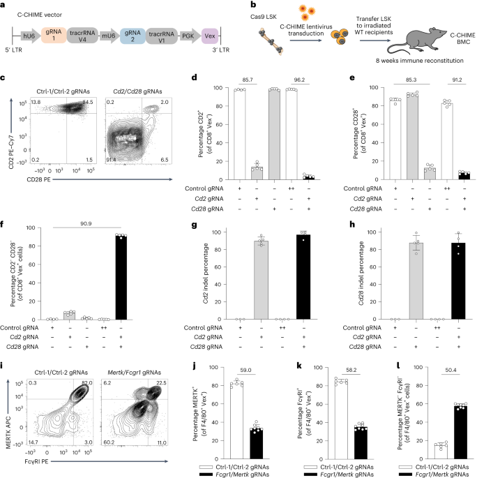 X-CHIME enables combinatorial, inducible, lineage-specific and sequential knockout of genes in the immune system
