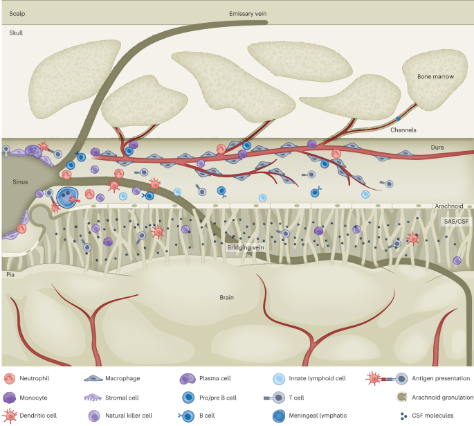 Skull bone marrow channels as immune gateways to the central nervous system