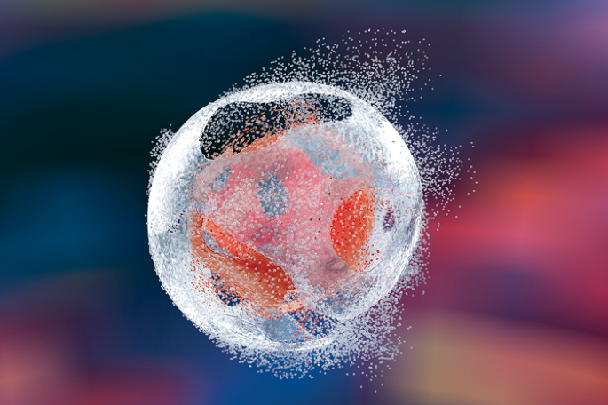 β-cells protected from T1DM by early senescence programme