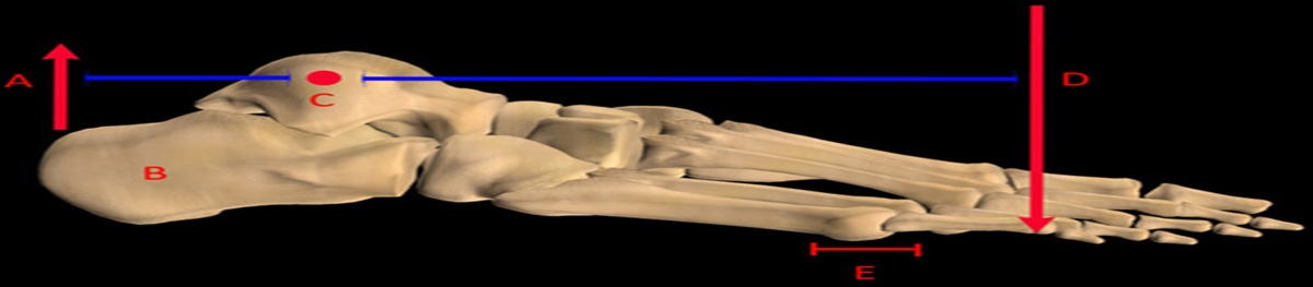 Achilles Tendon Ruptures: Anatomy and Physiology
