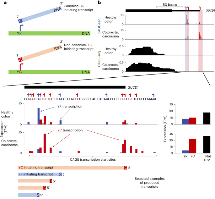 Intra-promoter switch of transcription initiation sites in proliferation signaling-dependent RNA metabolism