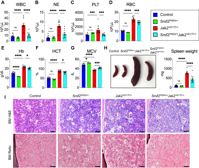 SRSF2 mutation reduces polycythemia and impairs hematopoietic progenitor functions in JAK2V617F-driven myeloproliferative neoplasm