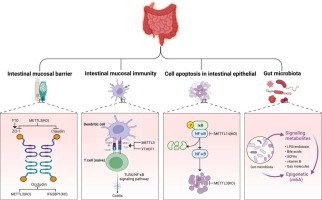 Epigenetic Modification of m6A Methylation: Regulatory Factors, Functions and Mechanism in Inflammatory Bowel Disease