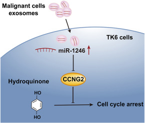 Exosomal derived miR-1246 from hydroquinone-transformed cells drives S phase accumulation arrest by targeting cyclin G2 in TK6 cells