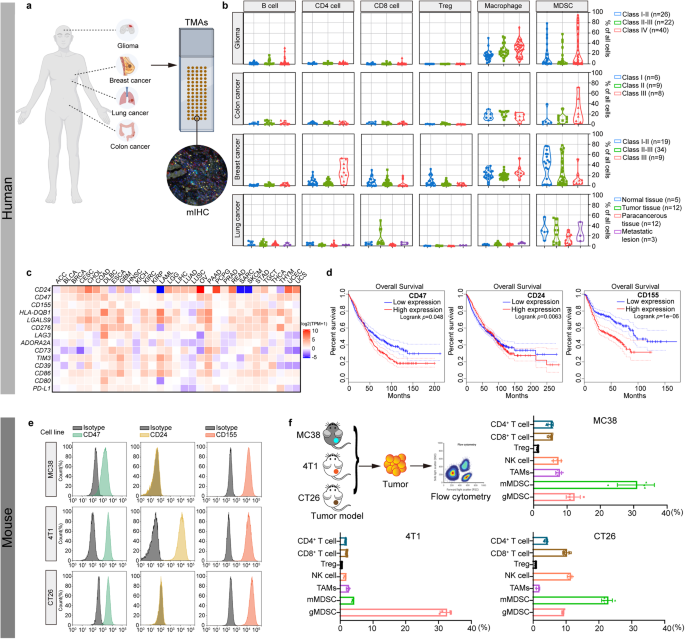 Oncolytic adenoviruses expressing checkpoint inhibitors for cancer therapy