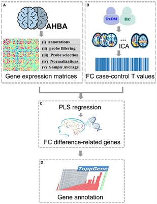 Association between gene expression and altered resting-state functional networks in type 2 diabetes