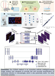 FiCRoN, a deep learning-based algorithm for the automatic determination of intracellular parasite burden from fluorescence microscopy images