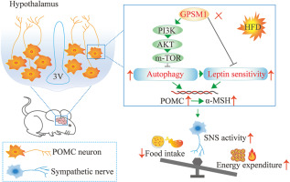 GPSM1 in POMC neurons impairs brown adipose tissue thermogenesis and provokes diet-induced obesity