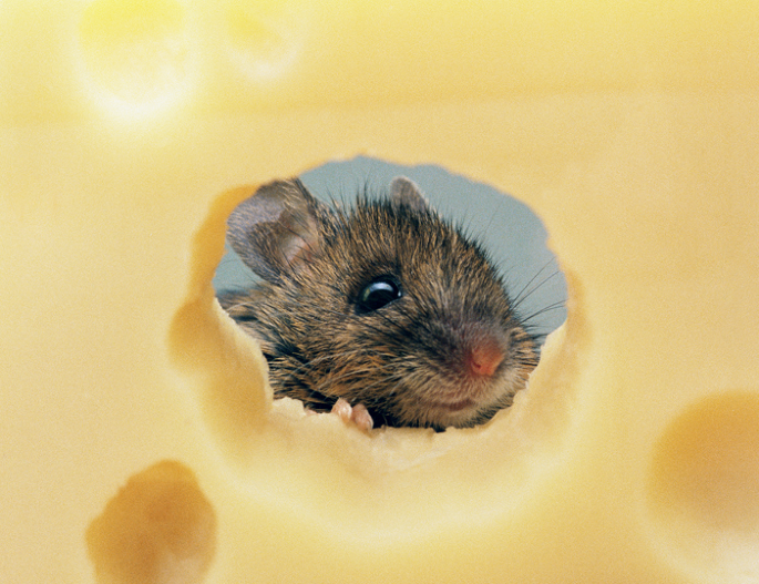 GIP regulates body weight via GABAergic neurons