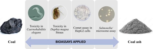 Comparative toxicity of coal and coal ash: Assessing biological impacts and potential mechanisms through in vitro and in vivo testing