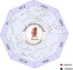 Potential therapeutic medicines for renal fibrosis: Small-molecule compounds and natural products