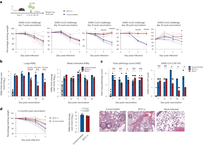 BCG vaccination stimulates integrated organ immunity by feedback of the adaptive immune response to imprint prolonged innate antiviral resistance