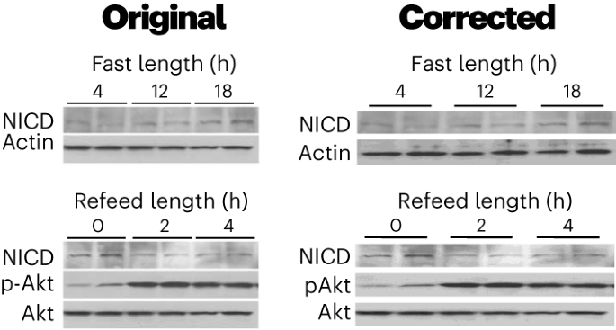 Author Correction: Inhibition of Notch signaling ameliorates insulin resistance in a FoxO1-dependent manner