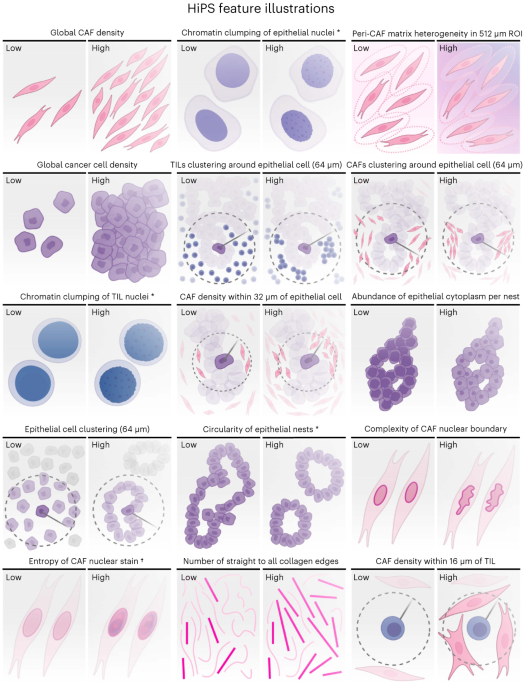 Machine learning improves prediction of clinical outcomes for invasive breast cancers