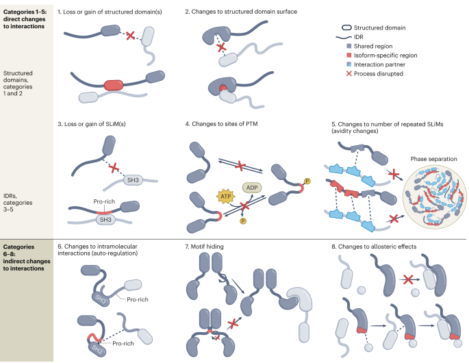 The function of alternative splicing in the proteome: rewiring protein interactomes to put old functions into new contexts