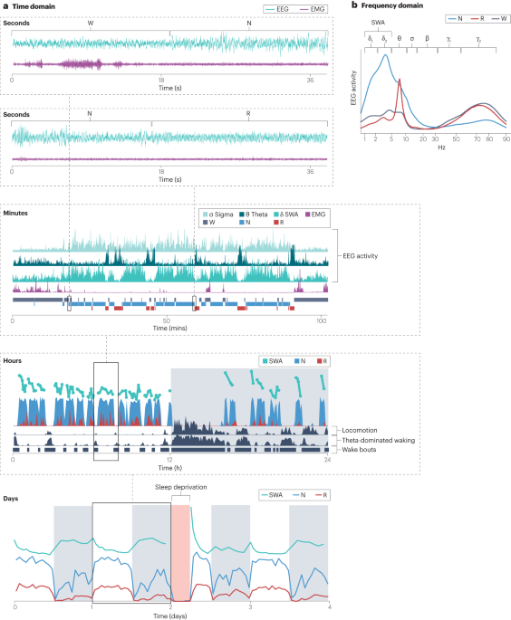 Sleep and circadian rhythmicity as entangled processes serving homeostasis