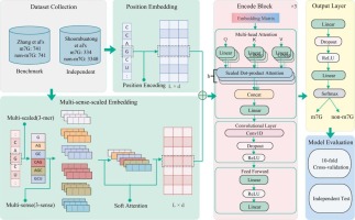 TMSC-m7G: A transformer architecture based on multi-sense-scaled embedding features and convolutional neural network to identify RNA N7-methylguanosine sites